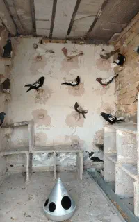 کبوتر رنگه سینه