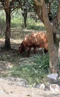 گوسفند جوان ابستن