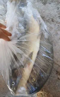 ماهی