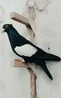لطفا آگاهی بخون