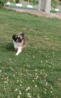 سگ پیکینیز