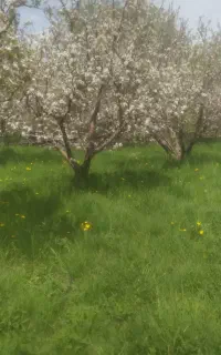 هرس درختان میوه وغیره سم پاشی مخصوص شته