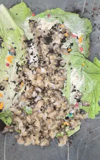جوجه حلزون