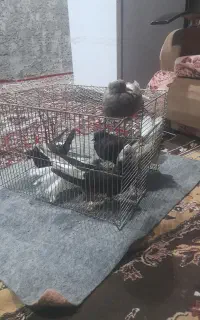 کبونر