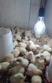 جوجه گوشتی سالم سر حال جنس راس