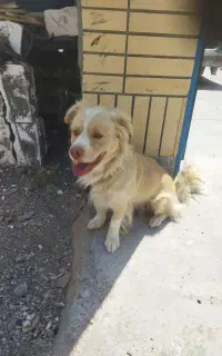گمشده
