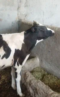 گوساله سیمینتال