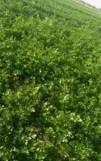 کارگر سبزی کاری هستم