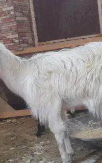 بز دوقلوزا دورگه
