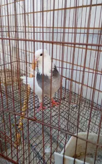 کفتر طوقی آبی ماده