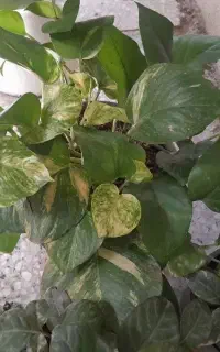 گلهای طبیعی