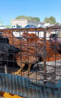 جوجه بزرگ