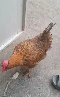 مرغ رسمی