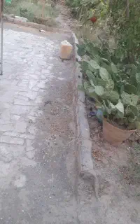 کاکتوس