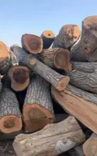 خرید و فروش چوب