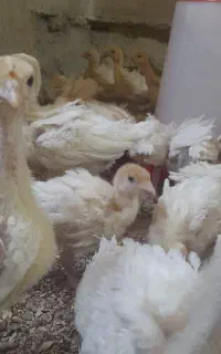 بوقلمون بی یوتی ۶