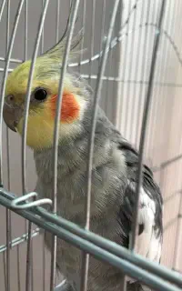 عروس هلندی نر