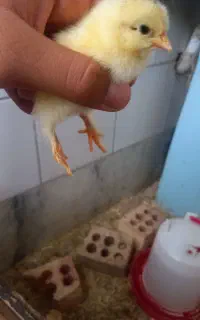 تخم مرغ نطفه دار