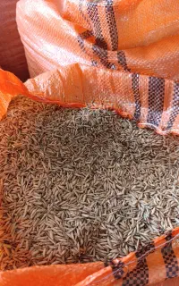 جو هاشمی