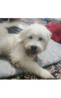 ی سگ این مدلی گم شده محدوده چغادک