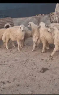 بره نر