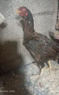 فروش سه مرغ لاری جوان