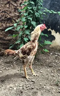 مرغ و خروس لاریبا لانه آهنی