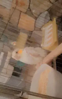عروس هلندی