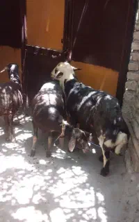 یک‌قوچ‌چهار ‌دندان‌فروشی