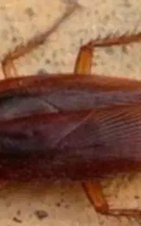 خدمات سم پاشی (سمپاشیی سوسک.مار.عقرب و غیره)