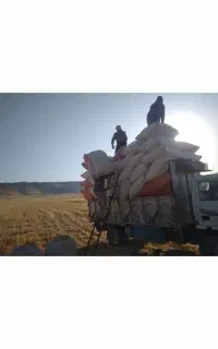 کاه