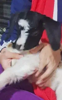 بچه خرگوش لوپ