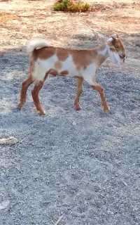 کهره.نر