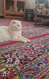 گربه اسکاتیش نر و ماده