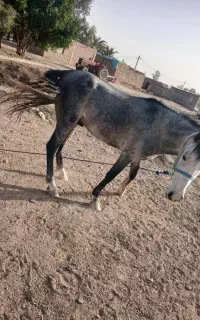 اسب سواری