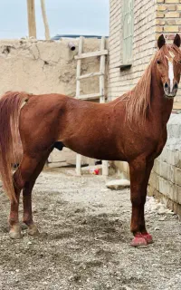 سیلمی ۷ سال کره سهیل