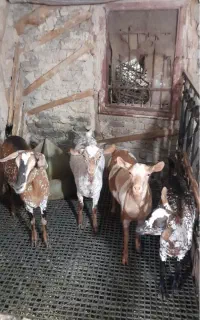 بز سلاله (عمانی)