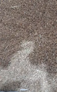 فروش گندم