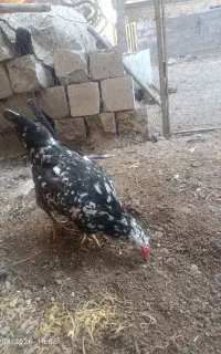 مرغ گلین تخمگذار اصیل