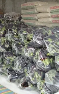 بادمجان فقط کیلویی ۵۰