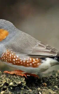 فنچ کینگ و معمولی و نژاد خاص