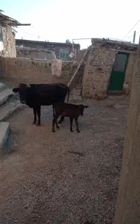 گاو شیرده با گوساله ۲ ماهه