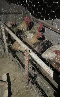 مرغ و خروس محلی