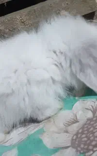 خرگدش لوپی
