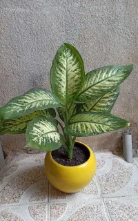 گل وگیاه