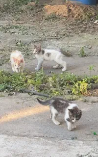 واگذاری بچه گربه