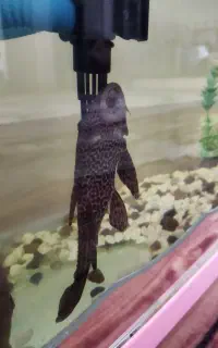 لجن خوار