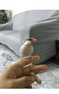 جفت فنچ نرگسی یه ضمانت