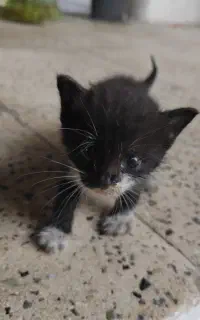 واگذاری 2بچه گربه