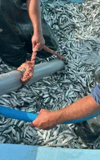 اجاره مجوز ماهی ساردین حشینه کنگان طاهری پرک